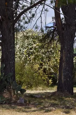 two trees in a park with grass and bushes at Alas Mágicas in Villa Yacanto