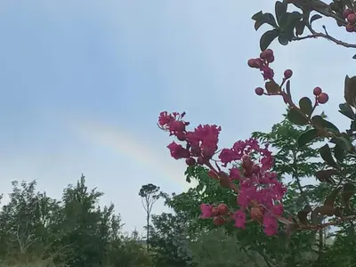 a bunch of pink flowers on a tree at Alas Mágicas in Villa Yacanto
