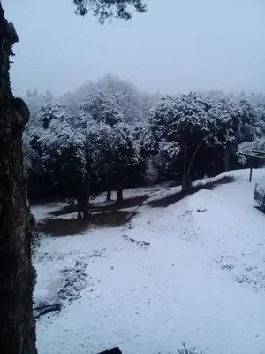 a snow covered field with trees in the background at Departamento Cerro Negro in Villa General Belgrano