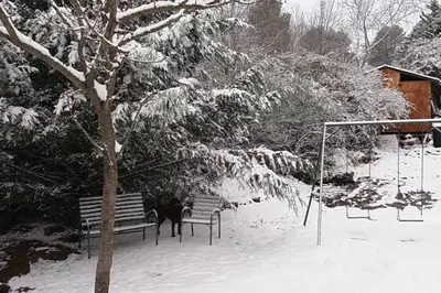 a black dog sitting on a bench in the snow at Casona Familiar en La Cumbrecita in La Cumbrecita