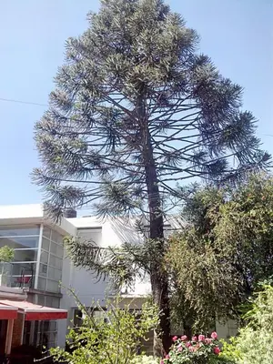 a large pine tree in front of a building at Hotel Ritz in Alta Gracia