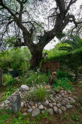 a tree and a rock garden with a tree at El Viejo Algarrobo - Hosteria Serrana in Merlo