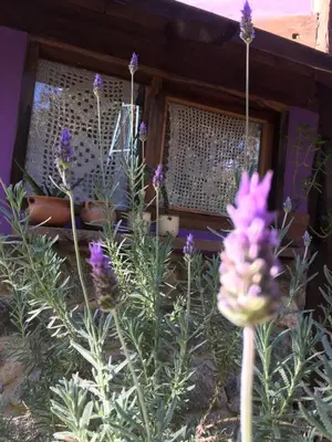 a bunch of purple flowers in a garden at Monte in Los Manantiales