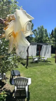 a white flower hanging from a tree next to a bench at Apart Cabañas Oasis del Valle in Villa Cura Brochero
