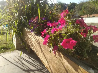 a flower box filled with pink flowers on a sidewalk at SIMION in Villa Carlos Paz