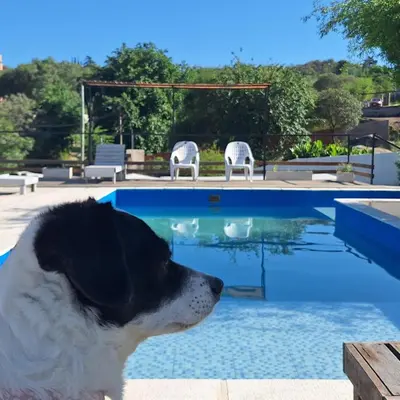 a dog is sitting next to a swimming pool at SIMION in Villa Carlos Paz