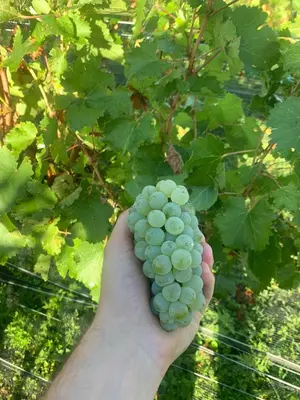 a hand holding a bunch of green grapes at CABAÑA MAR - FINCA PUDUAM in Villa General Belgrano
