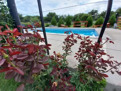 a group of plants in front of a swimming pool at Susurro de Montaña in San Lorenzo