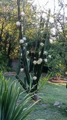 a cactus plant with white flowers in a garden at casa cupulas in Cordoba
