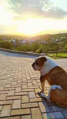 a brown and white dog sitting on a sidewalk at Lofts en la Sierra!! Excelente vista a los Gigantes in Villa Carlos Paz