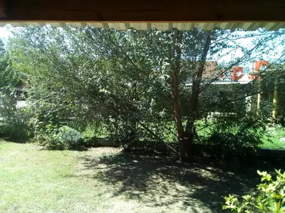 a tree in the middle of a yard at LUMALU Deptos in Villa Cura Brochero
