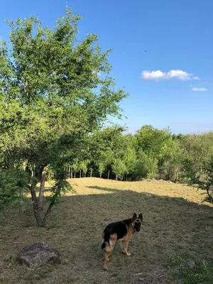 a dog standing in a field next to a tree at CABAÑAS FENIX con EL ARROYO AMBOY RODEANDO LA PROPIEDAD reservar con 24 hs de anticipación in Villa Amancay
