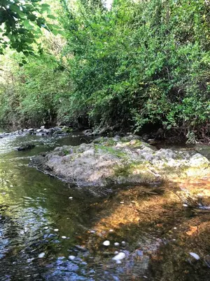 a stream of water with trees and rocks at CABAÑAS FENIX con EL ARROYO AMBOY RODEANDO LA PROPIEDAD reservar con 24 hs de anticipación in Villa Amancay