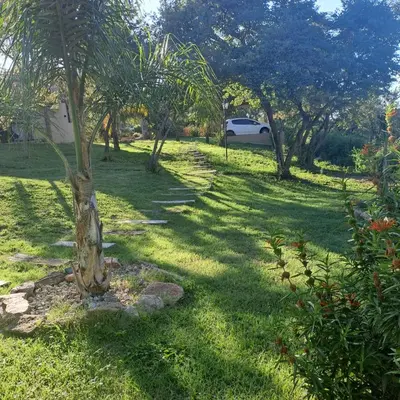a palm tree in the middle of a yard at Cabañas Altos de San Blas in San Javier