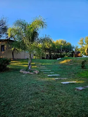 a palm tree in the middle of a grass field at Cabañas Altos de San Blas in San Javier