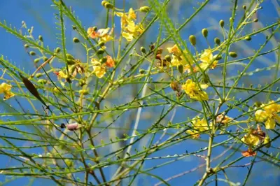 a bee on a tree with yellow flowers at Melodias Posada Boutique in Los Reartes
