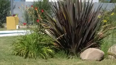 a large plant in a yard with a rock at Melodias Posada Boutique in Los Reartes