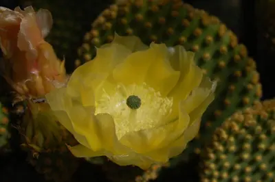 a close up of a yellow flower of a cactus at PIEDRALAGO CABAÑAS Y TURISMO in Villa Carlos Paz