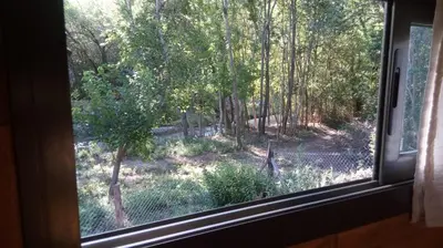 a window with a view of a forest of trees at Cabañas El Druida in Villa General Belgrano