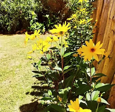 a bunch of yellow flowers next to a fence at Cabaña Los Algarrobos in Villa Icho Cruz