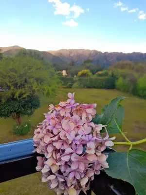 a purple flower sitting on top of a window at Cabaña Balcón Serrano in Cortaderas