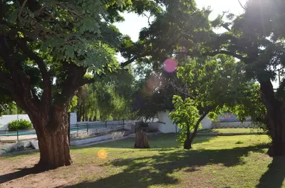 two trees in a park with the sun shining through them at HOTEL OLIVIA in Mina Clavero