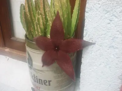a red flower in a vase with green plants at Architerra in San Javier
