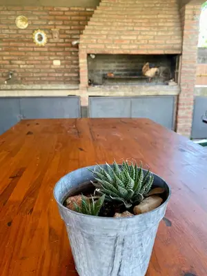 a potted plant sitting on top of a wooden table at La Casa de Tita in Villa Carlos Paz