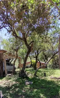 a tree in the grass with a car parked under it at Cabañas de montaña 