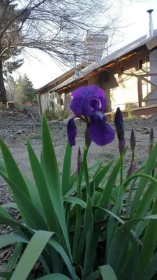 a purple flower in front of a house at Luna en Acuario Hospedaje in Santa Rosa de Calamuchita