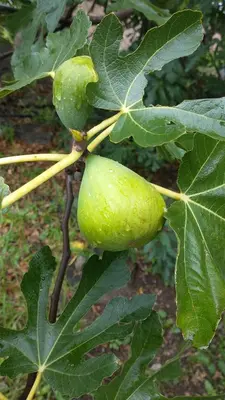 a bunch of green fruit on a tree at Luna en Acuario Hospedaje in Santa Rosa de Calamuchita