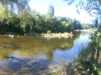 a river with a bunch of animals in the water at Cabañas Stone Hill in Santa Rosa de Calamuchita