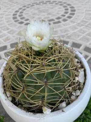 a white flower sitting on top of a cactus at Latitud 32 in Villa Yacanto