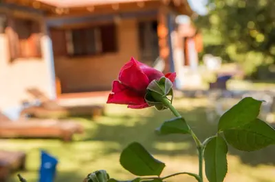 a red rose in front of a house at Cabañas El Sauce Mina Clavero in Mina Clavero