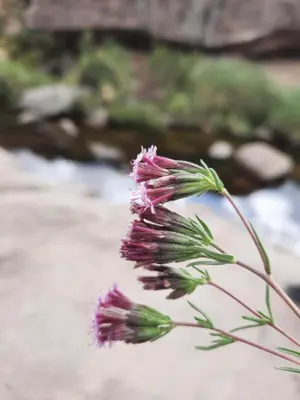 a purple flower in front of a river at Cabañas El Sauce Mina Clavero in Mina Clavero