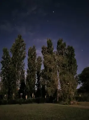 a group of trees in a field at night at HERMOSA CASA con 4000mts de PARQUE en las SIERRAS DE CORDOBA in José de la Quintana
