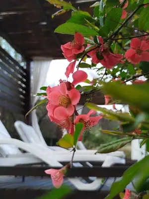 a bunch of pink flowers in front of white chairs at Hotel Boutique Spa & Sushi Posada de Campo-Solo adultos in Villa General Belgrano