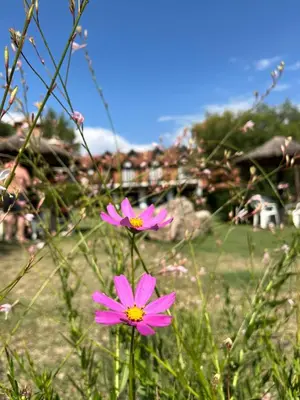 a couple of pink flowers in a field at Hotel Boutique Spa & Sushi Posada de Campo-Solo adultos in Villa General Belgrano