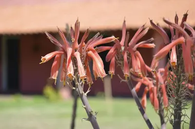 a group of red flowers in front of a building at Posada Villapancha B&B in San Javier