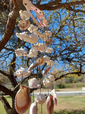a group of shells hanging from a tree at Posada Villapancha B&B in San Javier