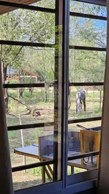 a window view of a horse grazing in a field at CABAÑA DORADA in Villa Ciudad de America