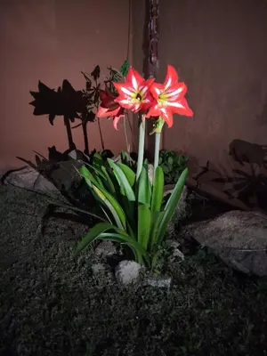 a group of red flowers in a garden at Chalet 