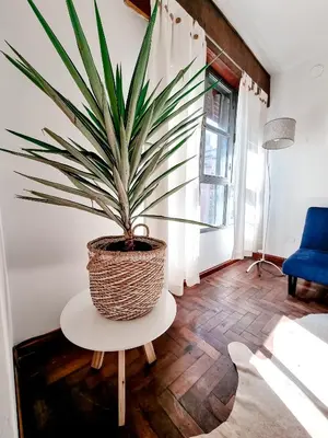 a potted plant sitting on a table in a room at DPTO ZONA PATIO OLMOS in Cordoba
