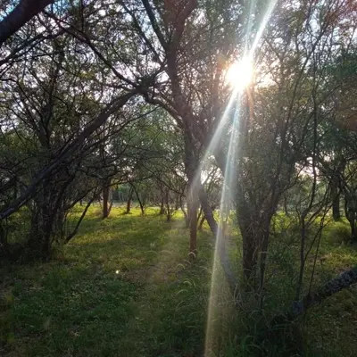 a sun shining through the trees in a field at Tacko Huasi in San Javier