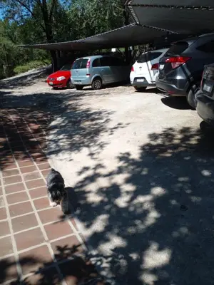 a dog walking on a leash in a parking lot at Cabañas La Escondida Casa De Campo 2 in San Antonio de Arredondo