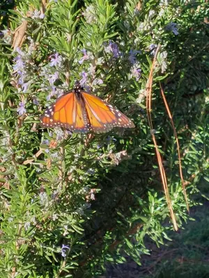 an orange butterfly is sitting on a bush at Espejo de Hadas - Terrafirme in Villa Yacanto