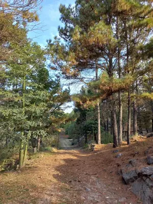 a dirt road through a forest with trees at Árbol de Oro - Terrafirme in Villa Yacanto