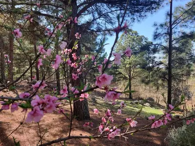 a branch of a tree with pink flowers on it at Árbol de Oro - Terrafirme in Villa Yacanto
