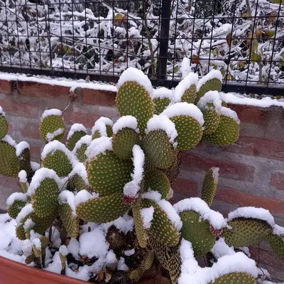 a cactus in a pot covered in snow at La Mexicana - Alta Gracia in Alta Gracia