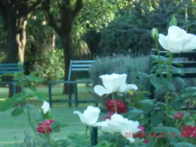 a group of white flowers in a garden with benches at Hotel de Campo Posada la Esperanza in Río Cuarto